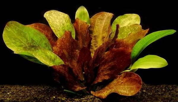 ECHINODORUS RED FLAME ŻABIENICA KOSZYK ROŚLINA DO AKWARIUM